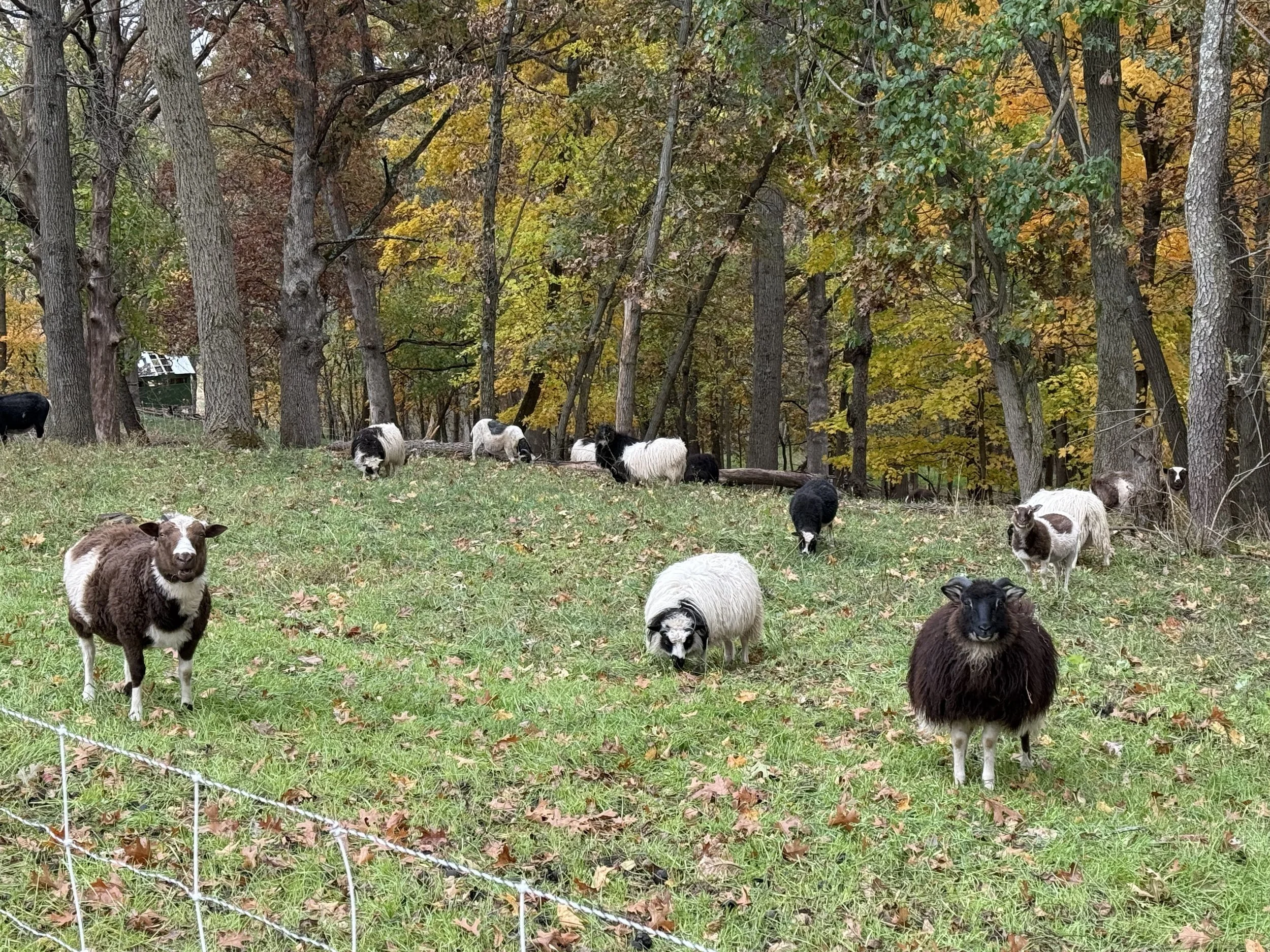 sheep in fall 2025 4.jpg