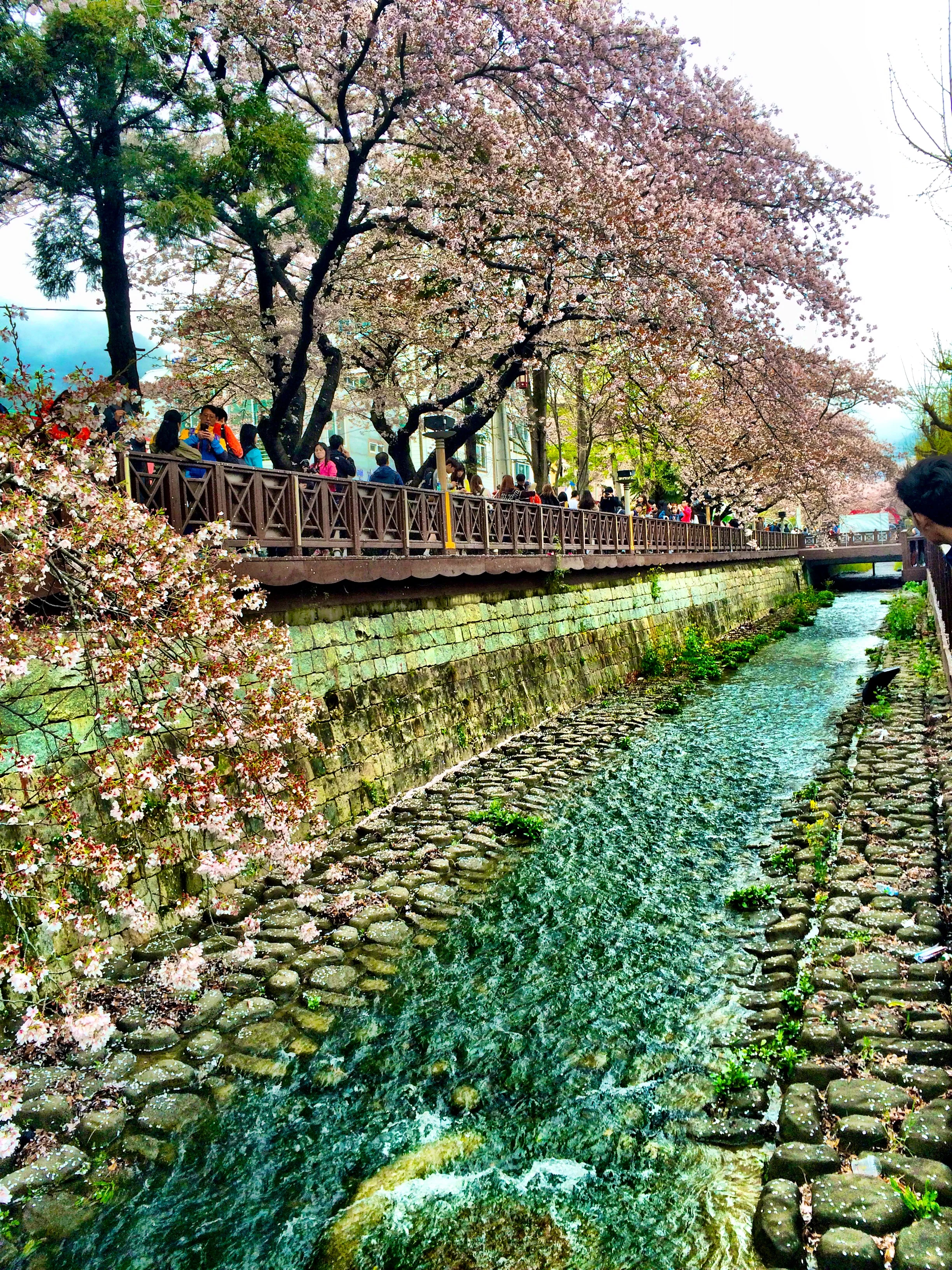 Jinhae Cherry Blossoms