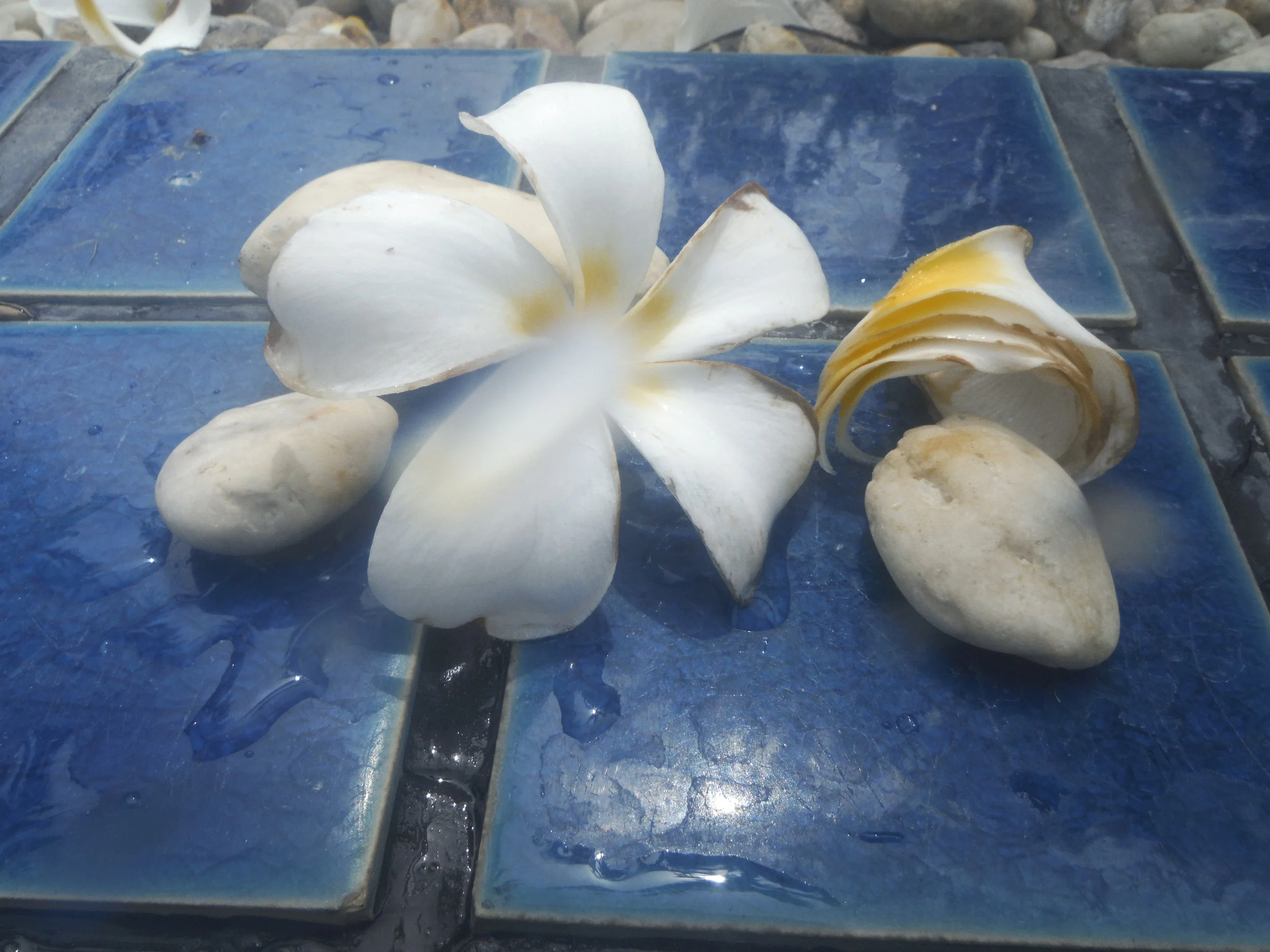 Under the Sea...and Chlorine