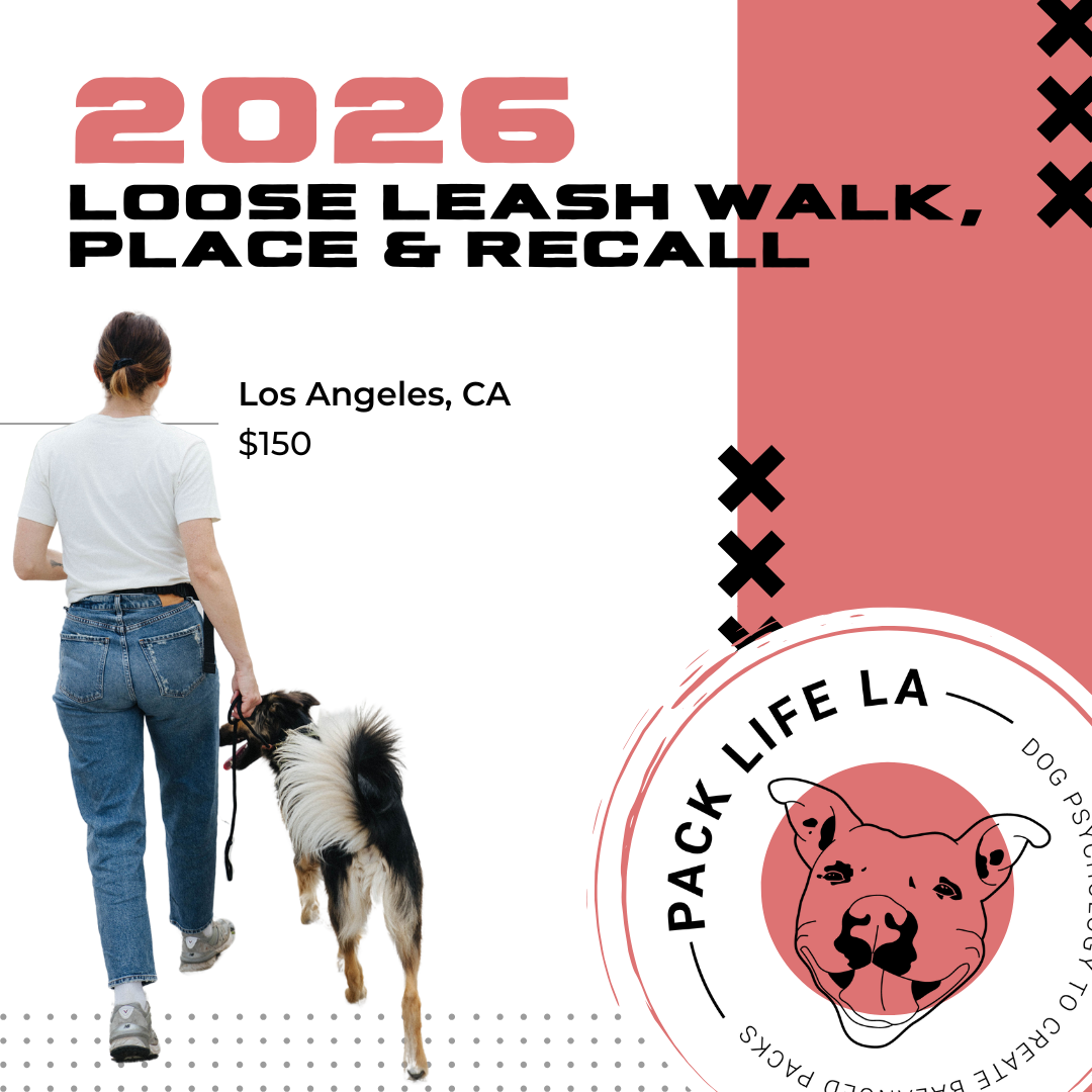 Nailing a  Loose Leash Walk, Place Work, Layering on Ecollar (if you want) & Recall