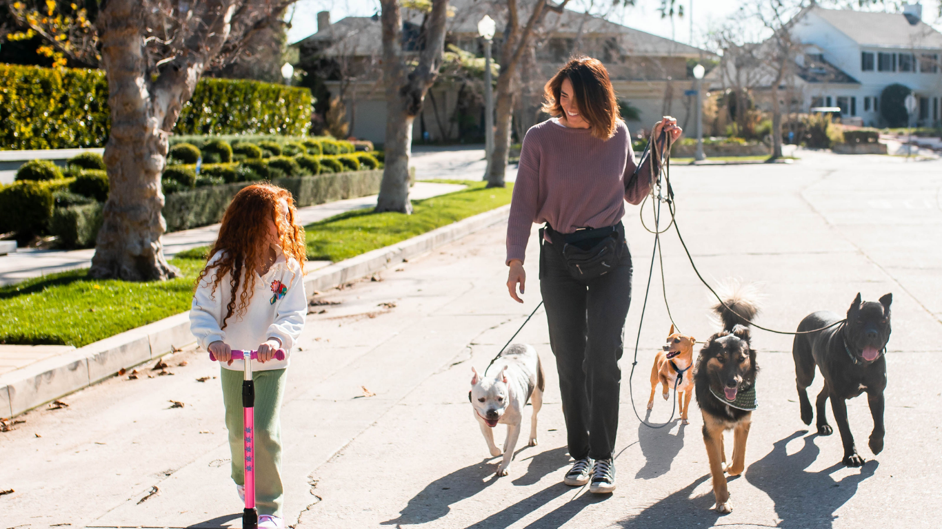Nailing a  Loose Leash Walk, Place Work, Layering on Ecollar (if you want) & Recall