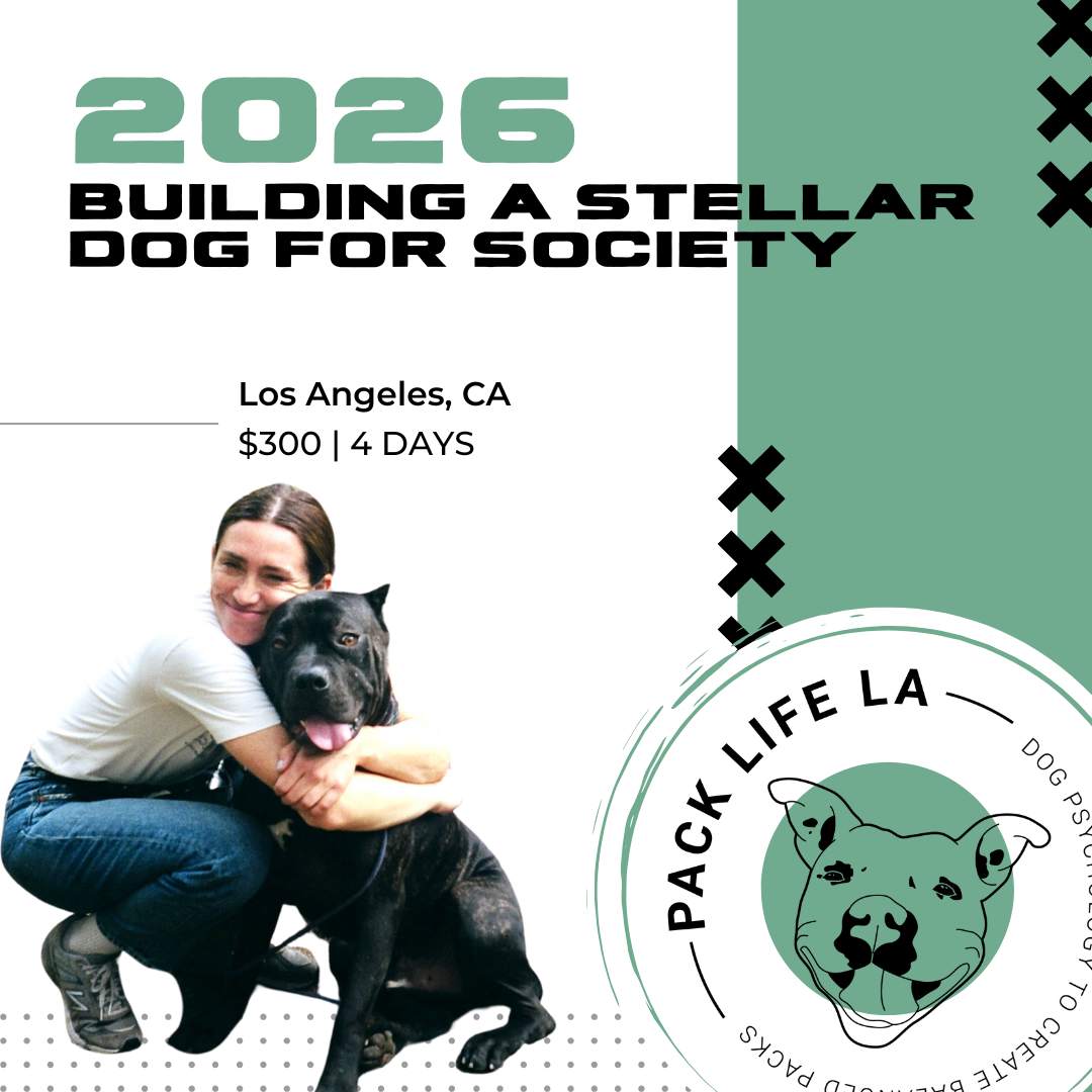 Building a stellar dog.png