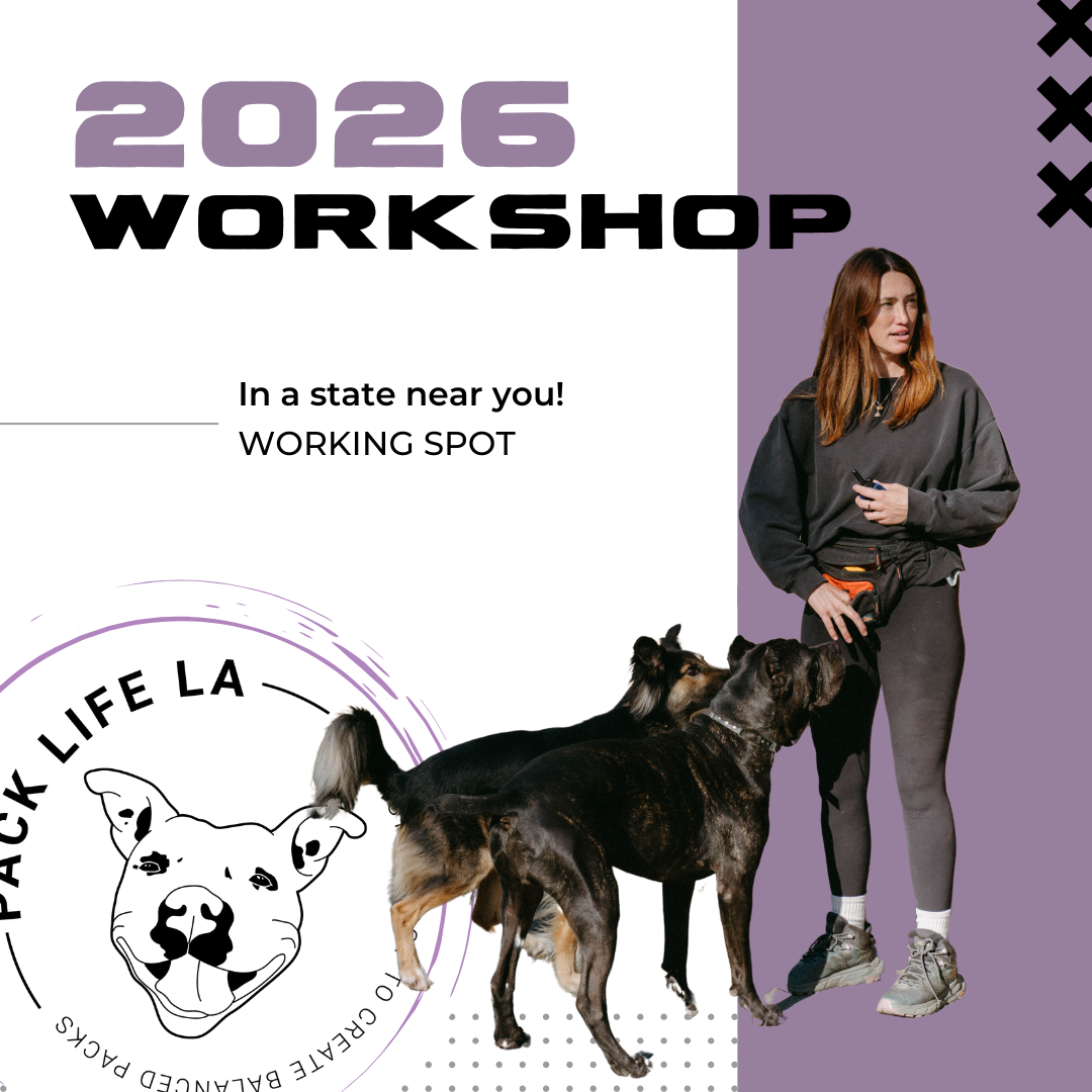 Workshop In A State/Country  Near You! (Working Spot)