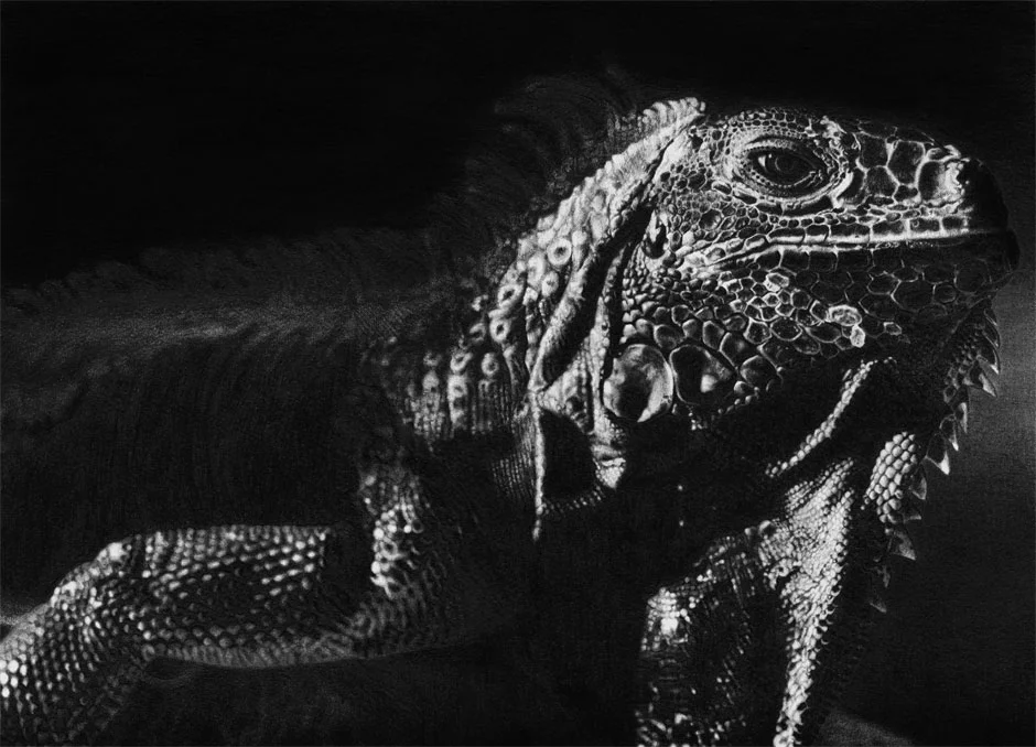 Iguana.jpg