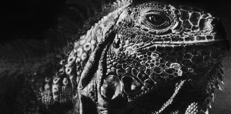 Iguana_CloseUp.jpg