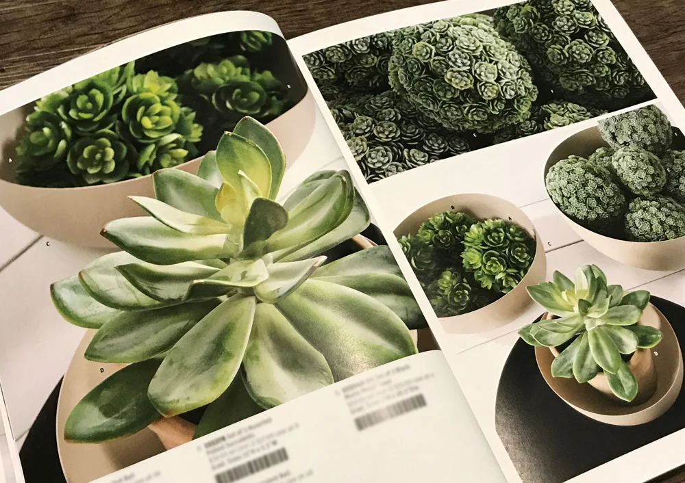 Succulents.jpg