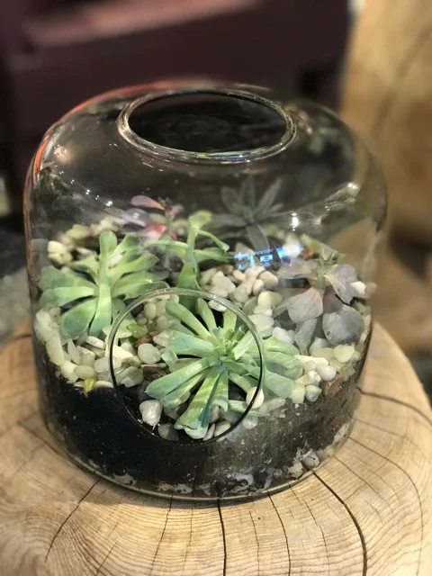 Terrarium Workshop