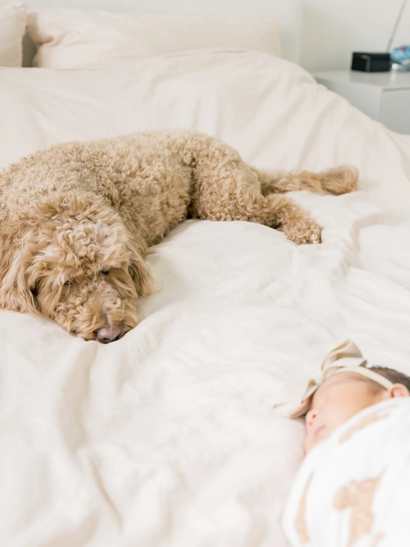 Details of tiny hands and feet&rsquo;s are always a must in your newborn session.

And dogs, are always the cherry on top!