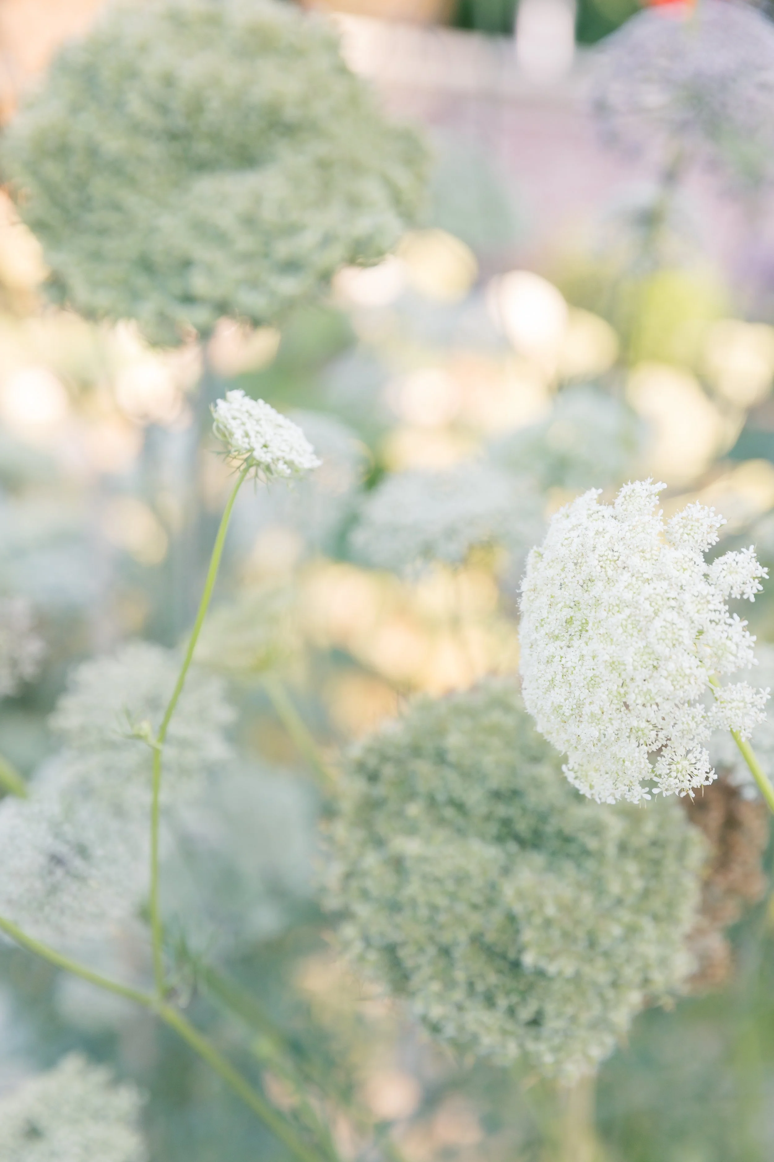Flosignorelliphotography-32.jpg