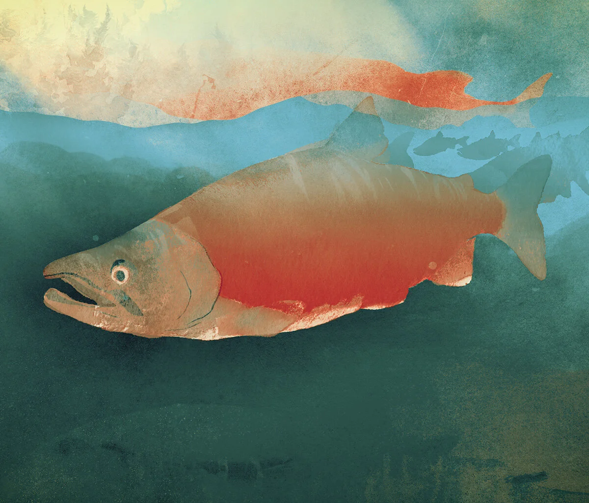 Salmon.jpg