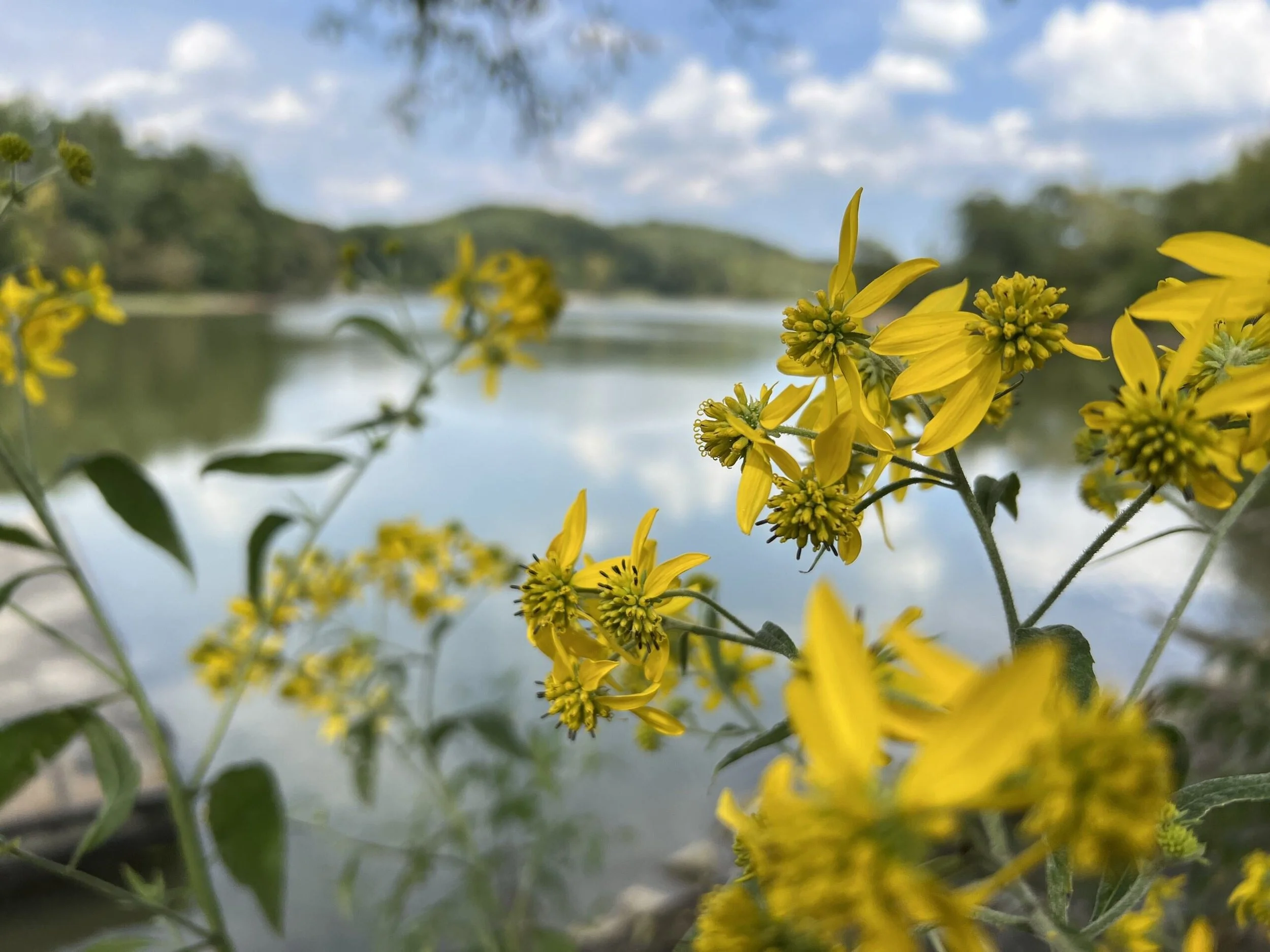 Spring Around the Square