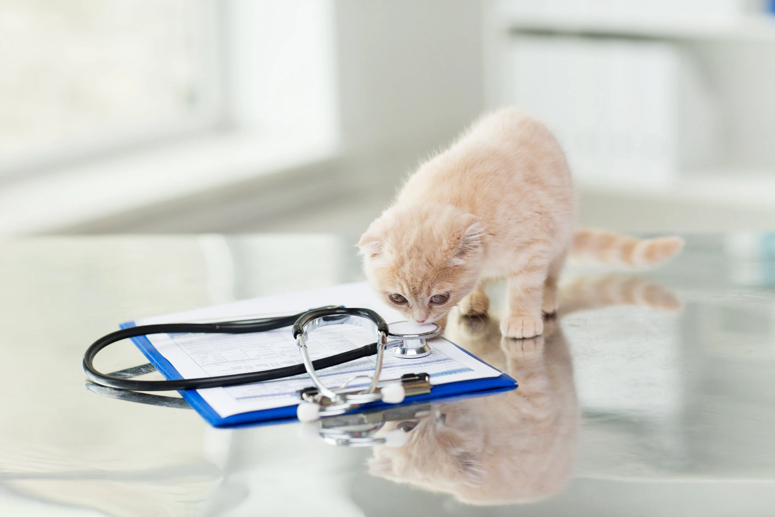 Uptown Veterinary Hospital