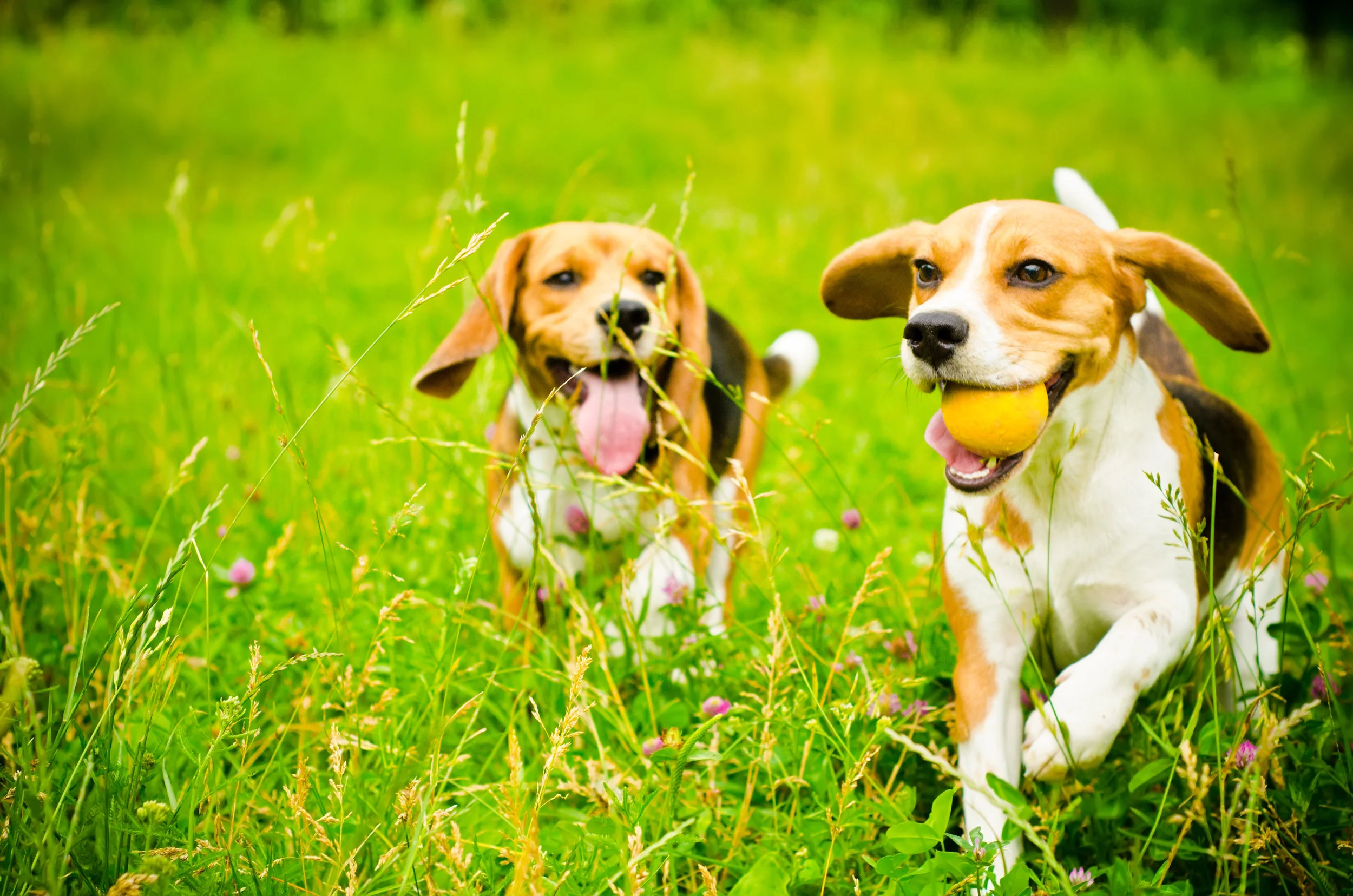 AdobeStock_68320235.jpeg