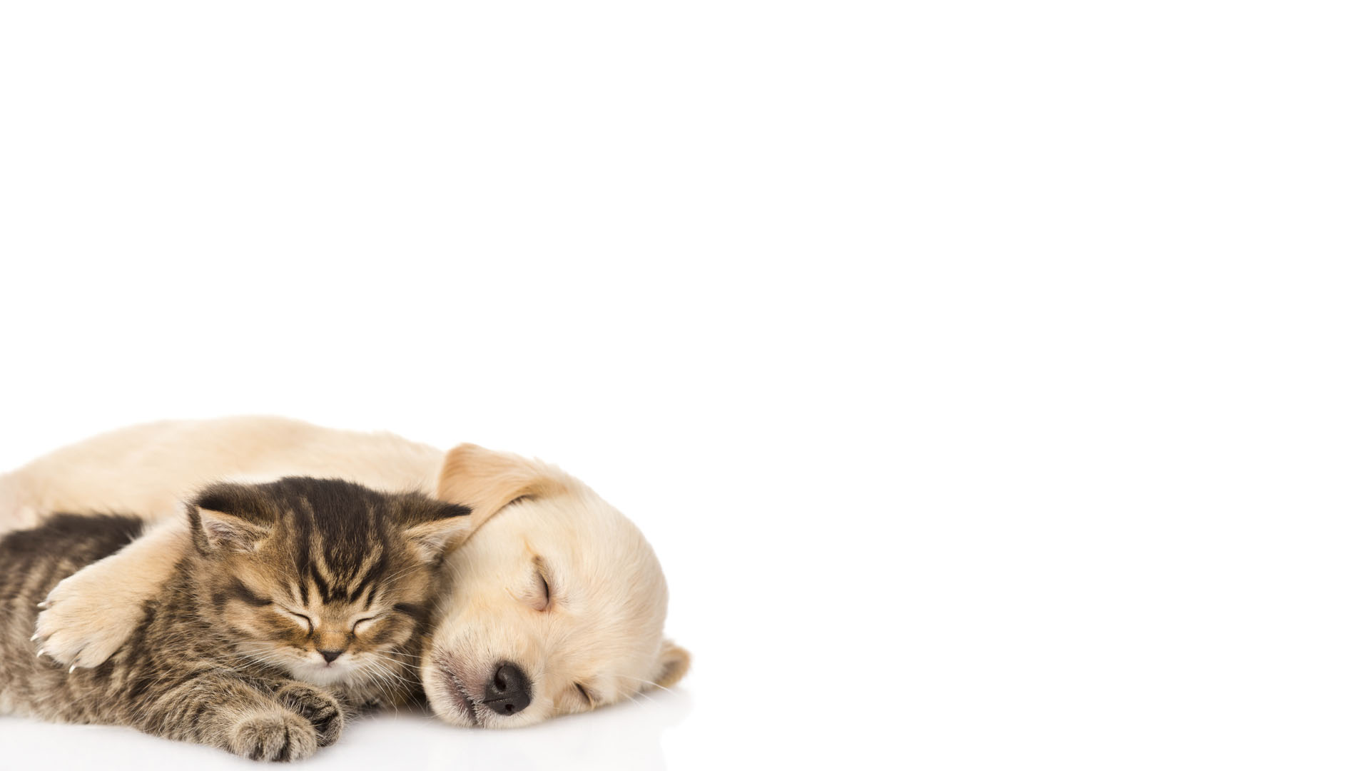 Dog-and-Cat-sleepover.jpg
