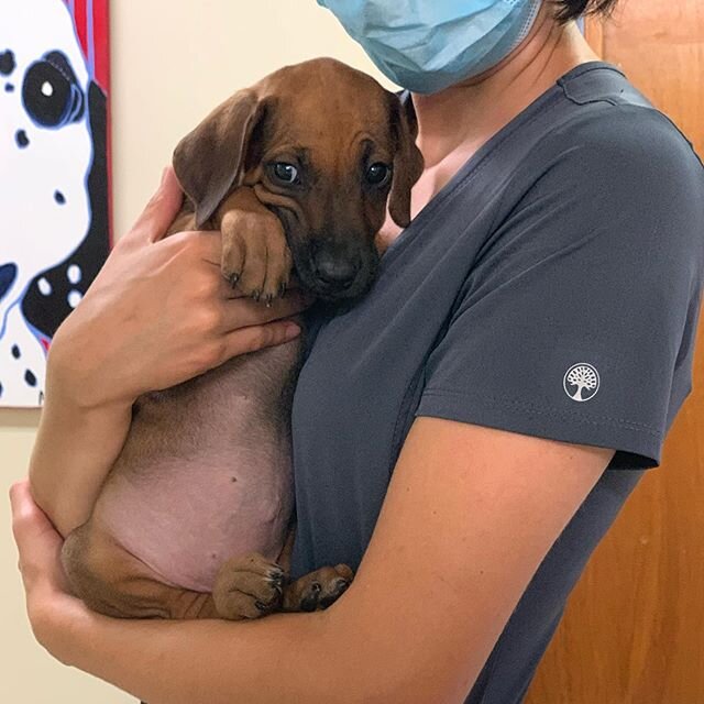 &ldquo;Belly rubs and tasty treats? This place is alright... I guess...&rdquo; - Nola 🐕❤️
-
@jmlacourse
-
#uptownvet #uptownvetnola #puppybelly #rhodesianridgebacksofinstagram