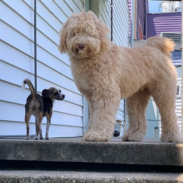 &ldquo;Um... Why is this dog so small? That&rsquo;s ok though - we still had plenty of fun!&rdquo; - Louis❤️
...
Cubbie wasn&rsquo;t sure about Louis this morning, but we think he&rsquo;s gradually winning her over. Who can resist the floof?!🐕
-
@jg