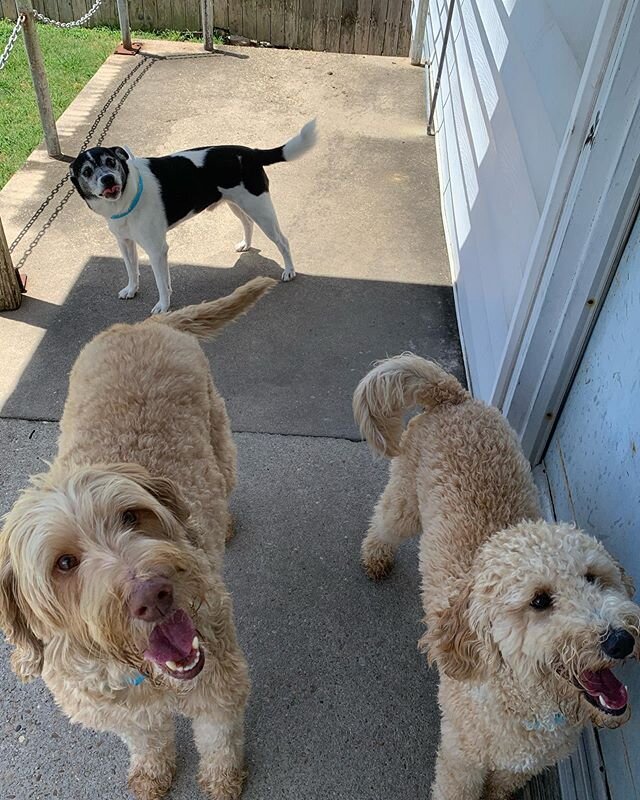 Playtime! Although Roxy also views that as &ldquo;sit in Auntie Yiran&rsquo;s lap&rdquo; time... Meanwhile Cubbie chose to use Lucky&rsquo;s booty as her seat. 🤪🐕
-
@iowa_girls @jchenier11 @katherinekhc
-
#uptownvet #uptownvetnola #uptownplayday #i
