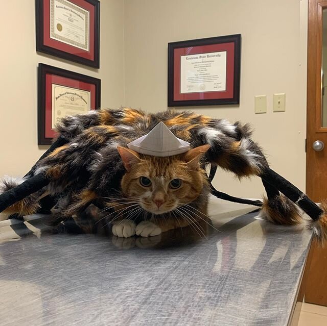 Spider-cat 2.0 (Samuel aka Mr. Chonky Chonk)🐈🕷
-
@elizabethfran @joshuakeenedunn
-
#uptownvet #uptownvetnola #catsofinstagram #spidercat #largeboi #doesthismakemybuttlookbig