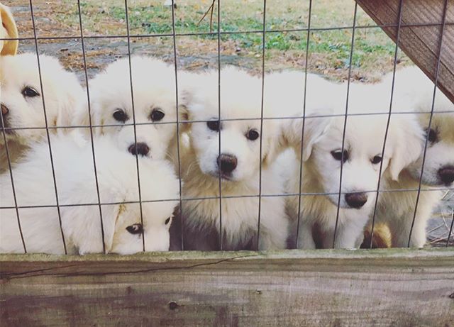 our puppies are finally old enough to be sold!! Purebred Great Pyrenees
$300 
call this number: 9016195685 
#puppiesforsale