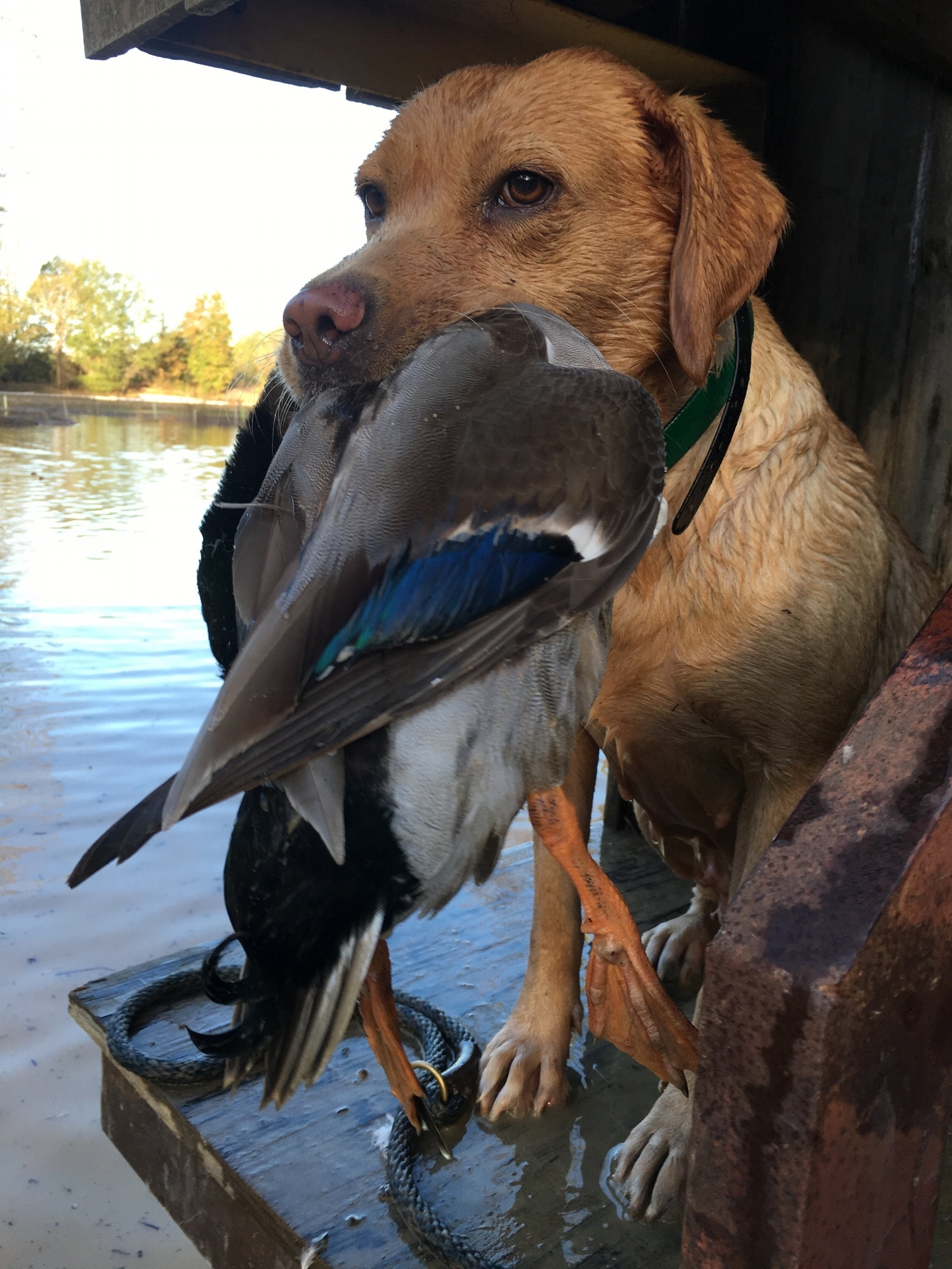 Sporting Clay Course & Duck Hunting Preserve
