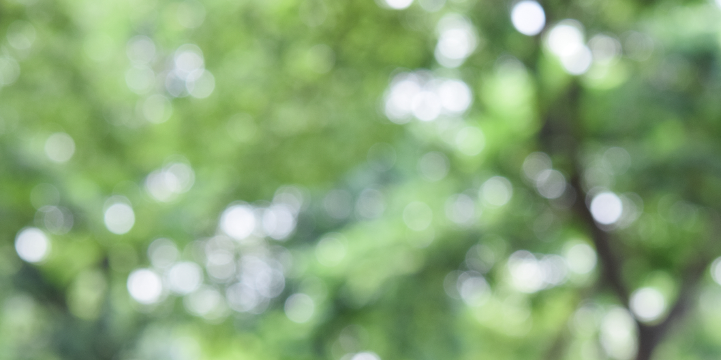 Tree (Leadership).png