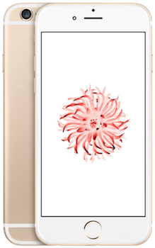 iPhone 6 6 Plus