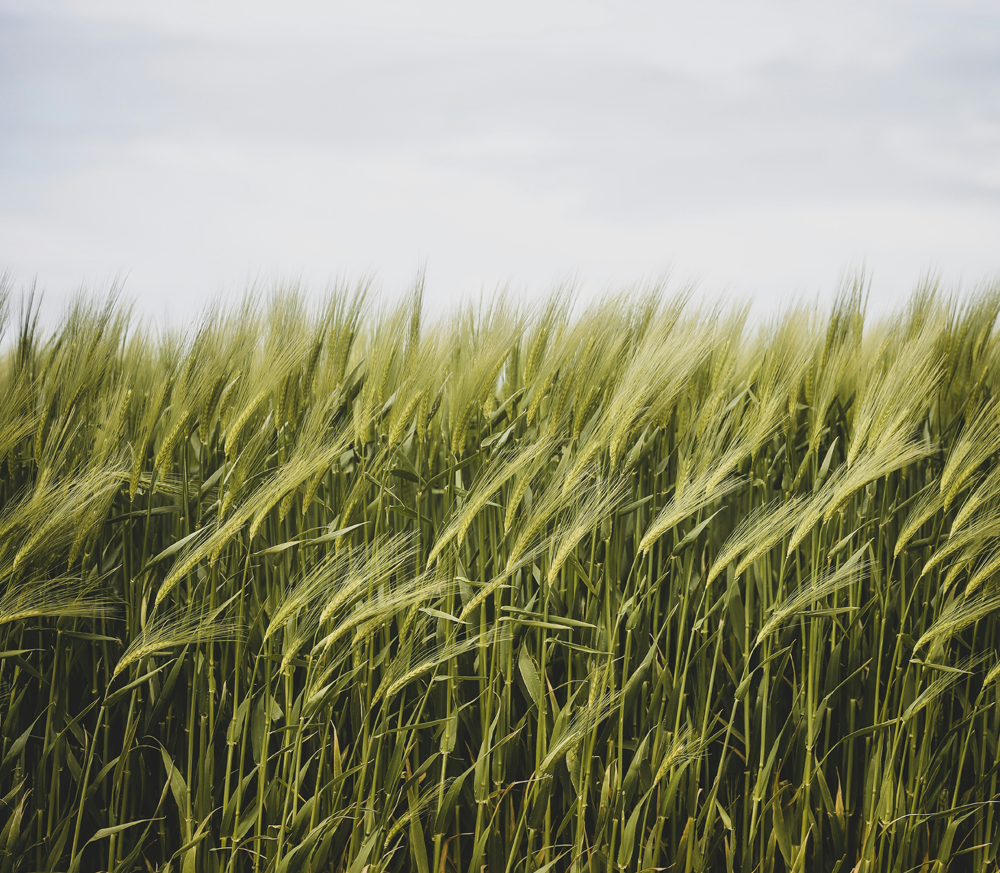 Our commitment to organic quality