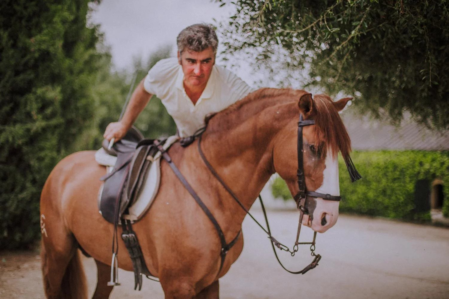 16.00 / Some of the yoga ladies in newly purchased breeches want to explore the landscape around the farm on horseback. Alfonso mounts the six year old Lusitano-stallion Gruyo. “Let’s go for a hack”, he says, ducking under the olive tree before leading them out on the riding trails between cotton fields and pastures where both youngsters and Alfonso’s most faithful horses dozes under the Spanish sun.