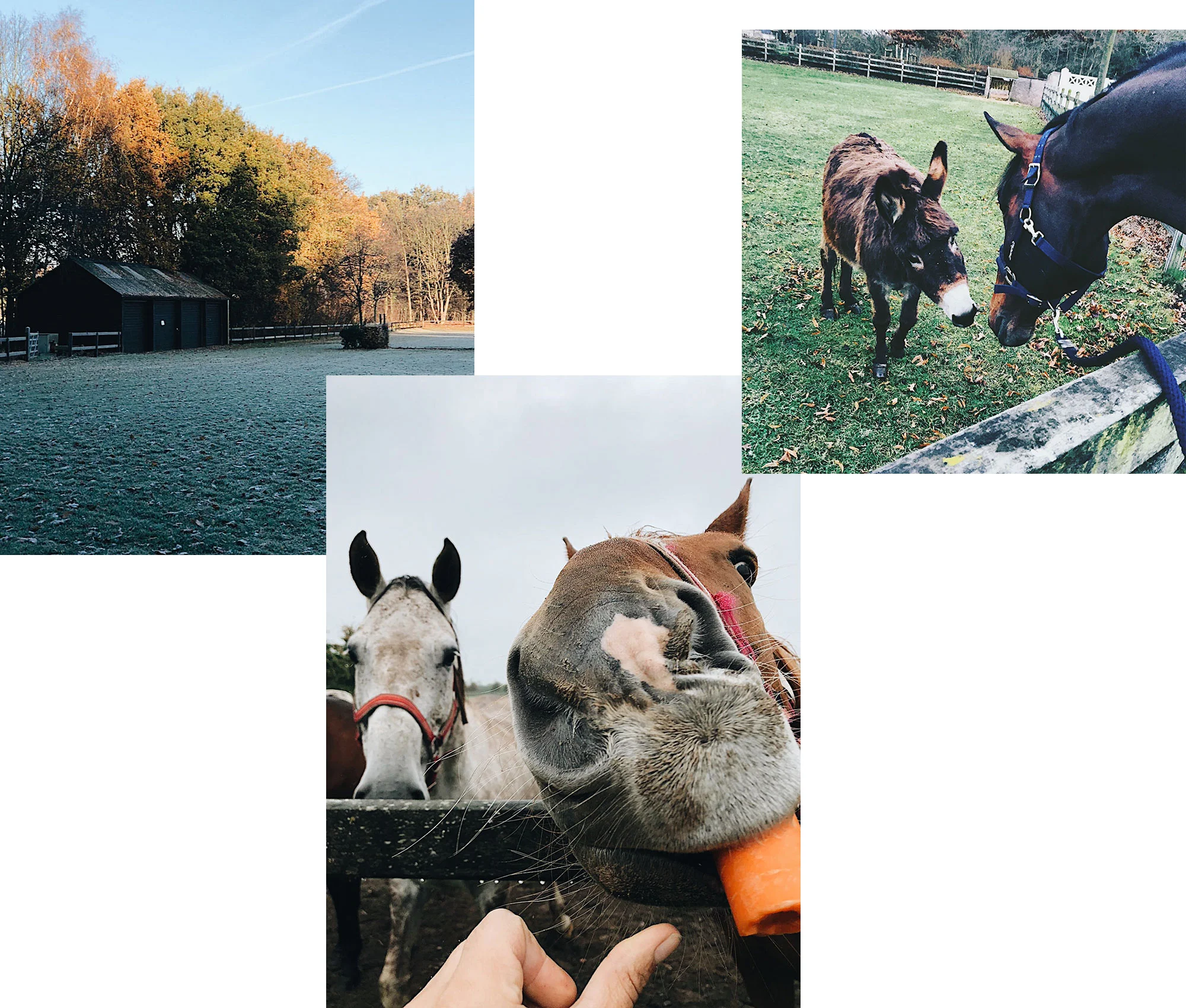 Hverdagsutsikt hjemme i Philippaerts-stallen. Gressarenaen, Forever på en morgentur og Nicola’s favoritt Donatella som nå nyter pensjonisttilværelsen.
