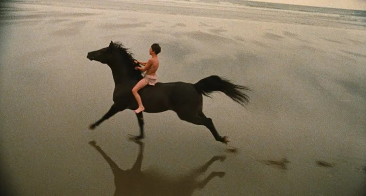 Black stallion 3.jpg