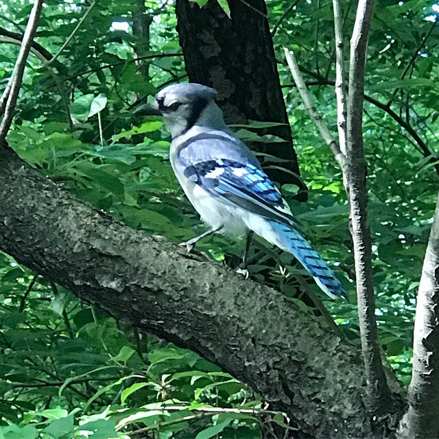 Such a cleansing afternoon spotting wildlife in #centralpark