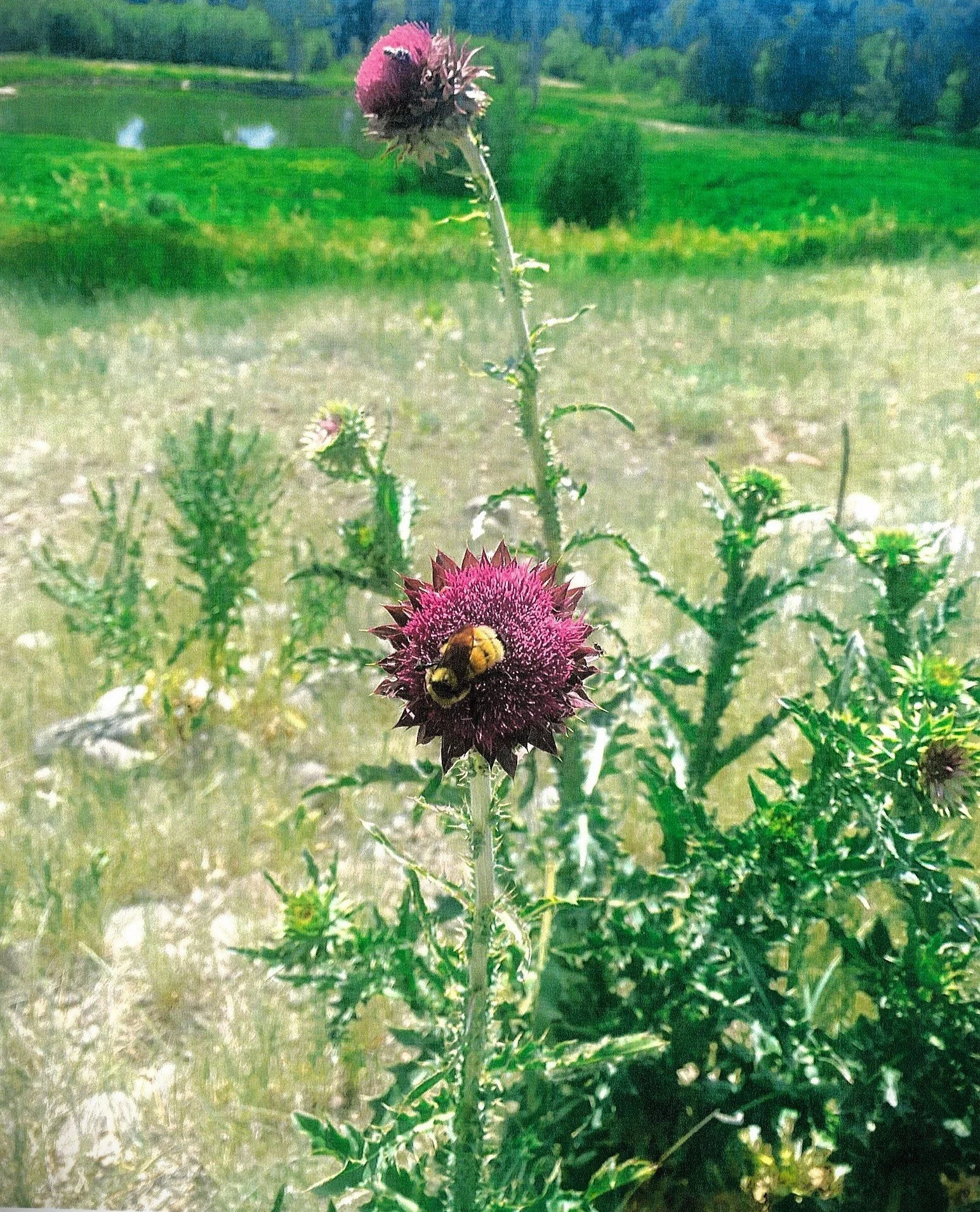 Bumble Bee on Thistle.jpg