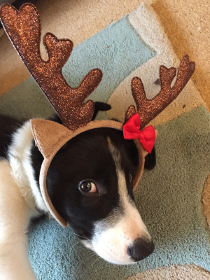 christmas-buddy.jpg