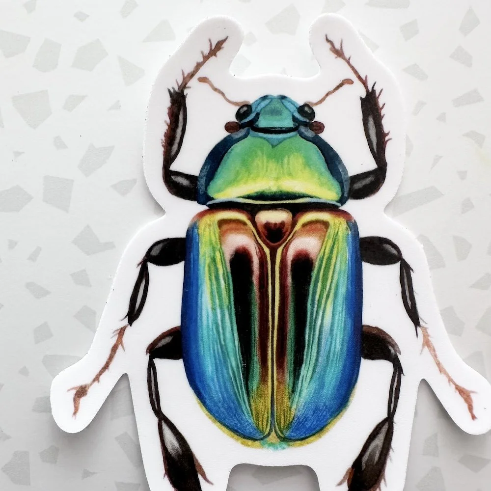beetle 2.jpeg