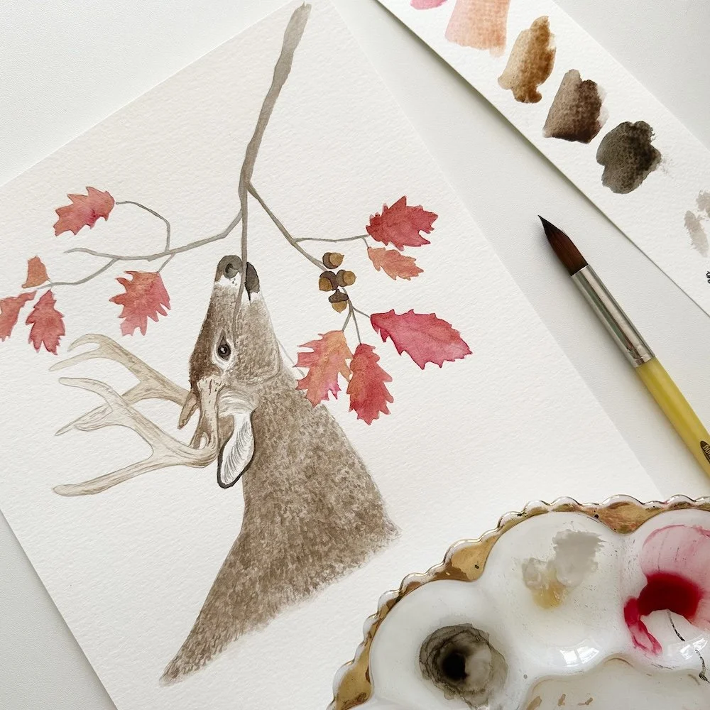 Latest project for NC Wildlife Magazine