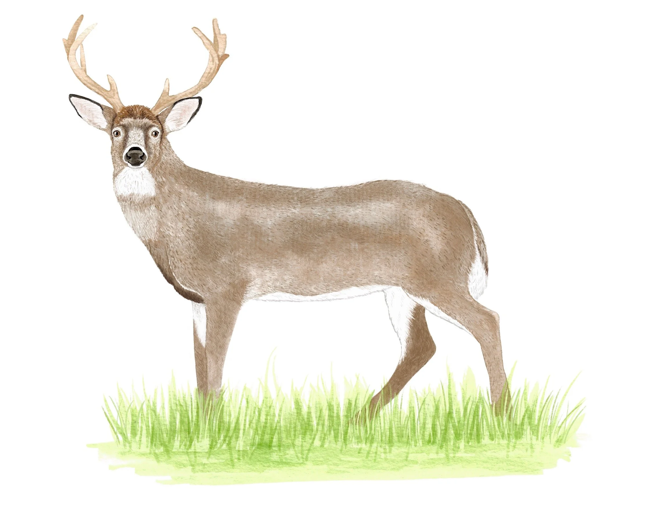 Buck_Full_Body.jpg