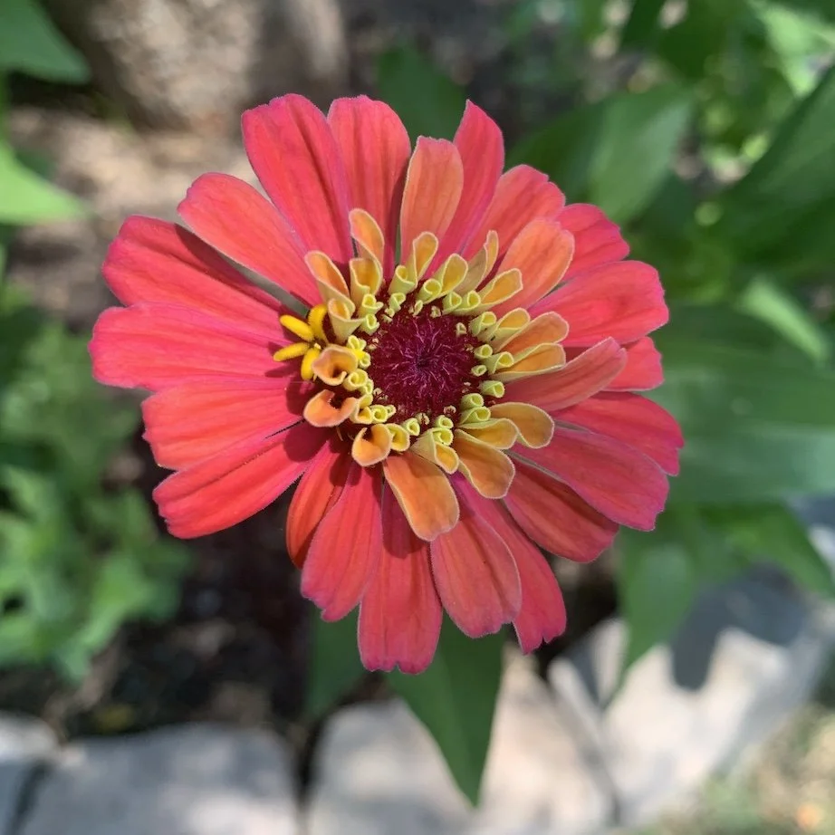 zinnia 13.jpeg