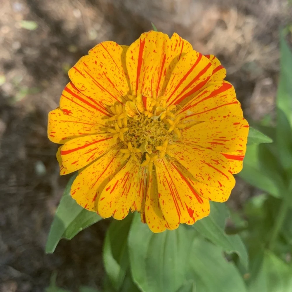 What is it about Zinnias?