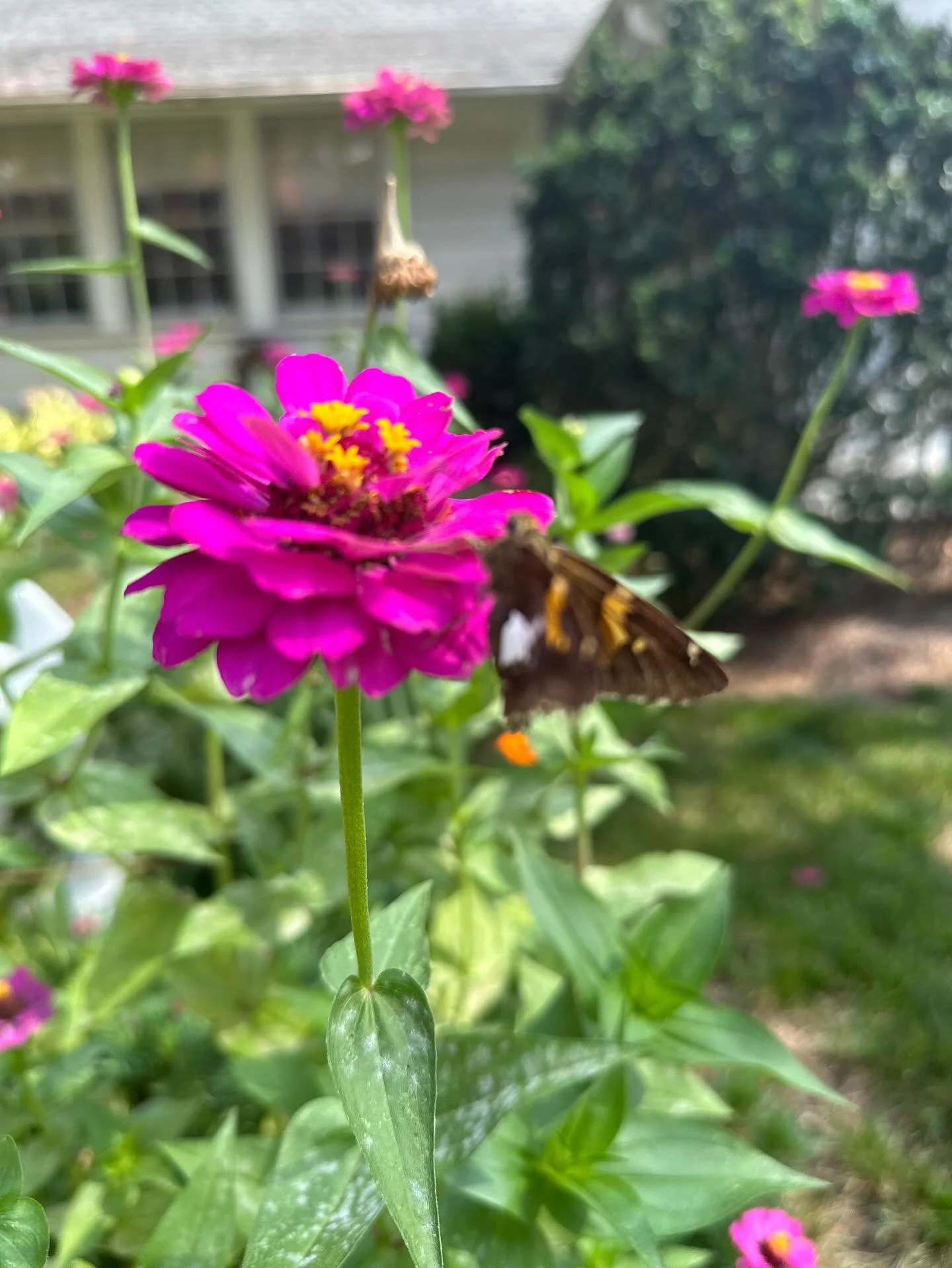It&rsquo;s Zinnia season! There&rsquo;s just something about these little pieces of colorful magic in the garden. Several times over the past month folks have said to me, &ldquo;I just love zinnias, they are one of my favorite flowers.&rdquo; Two yea