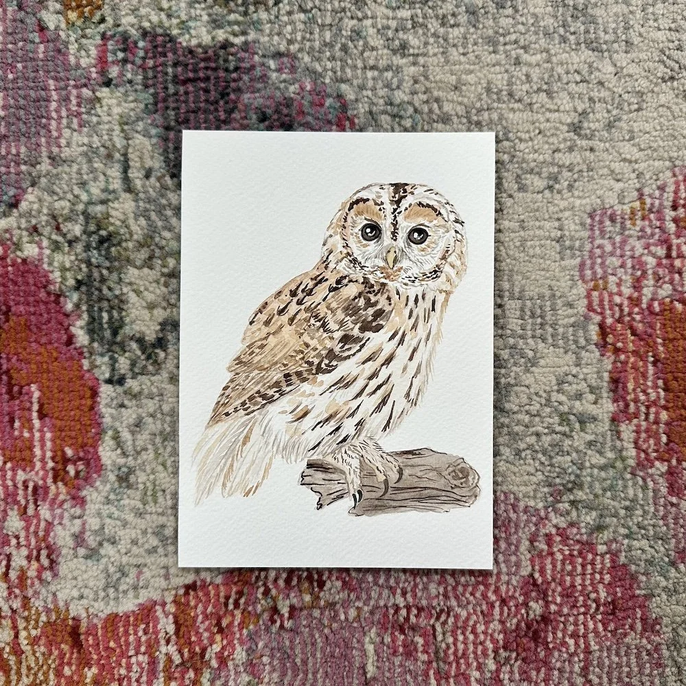 Tawny Owl  5x7