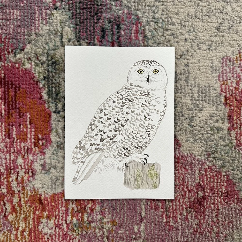 Snowy Owl  5x7
