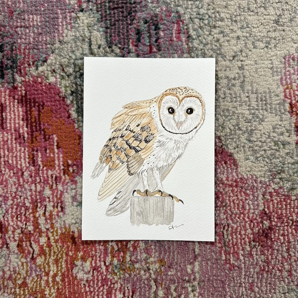 Barn Owl 5x7