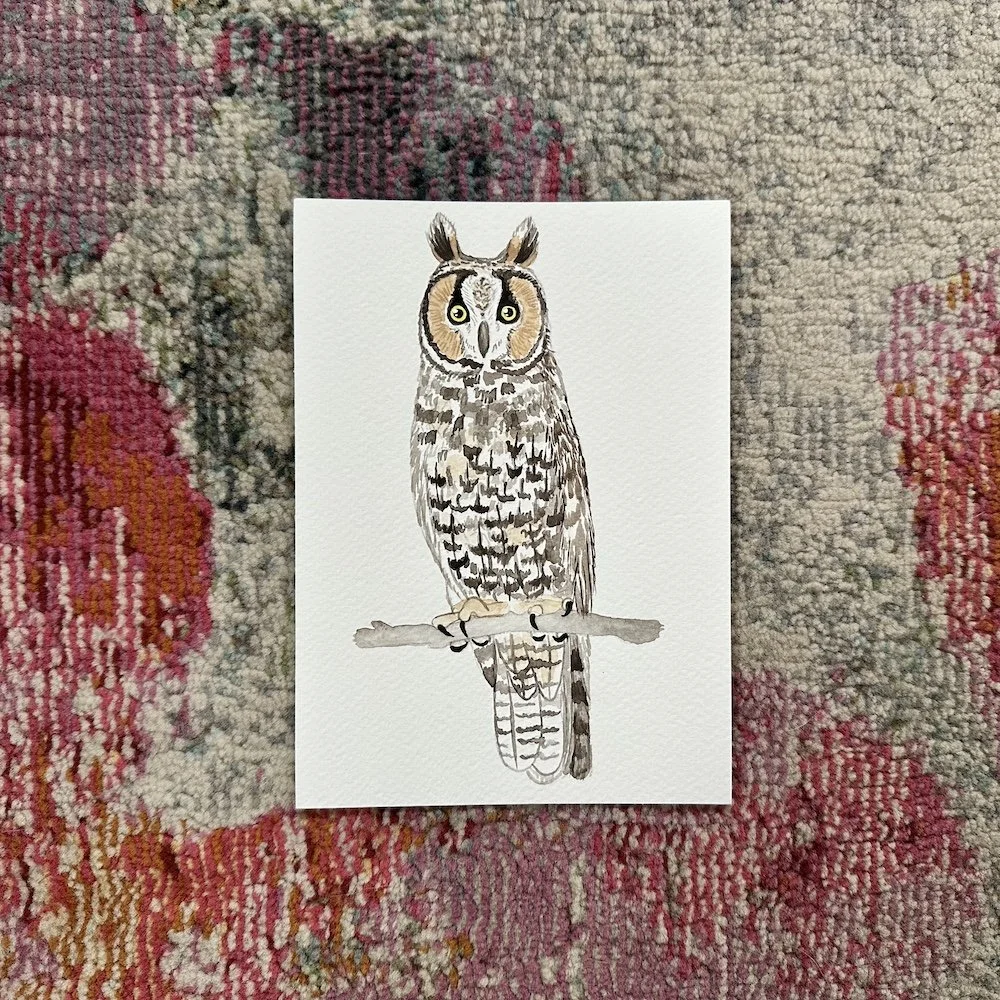 Long Earred Owl 5x7