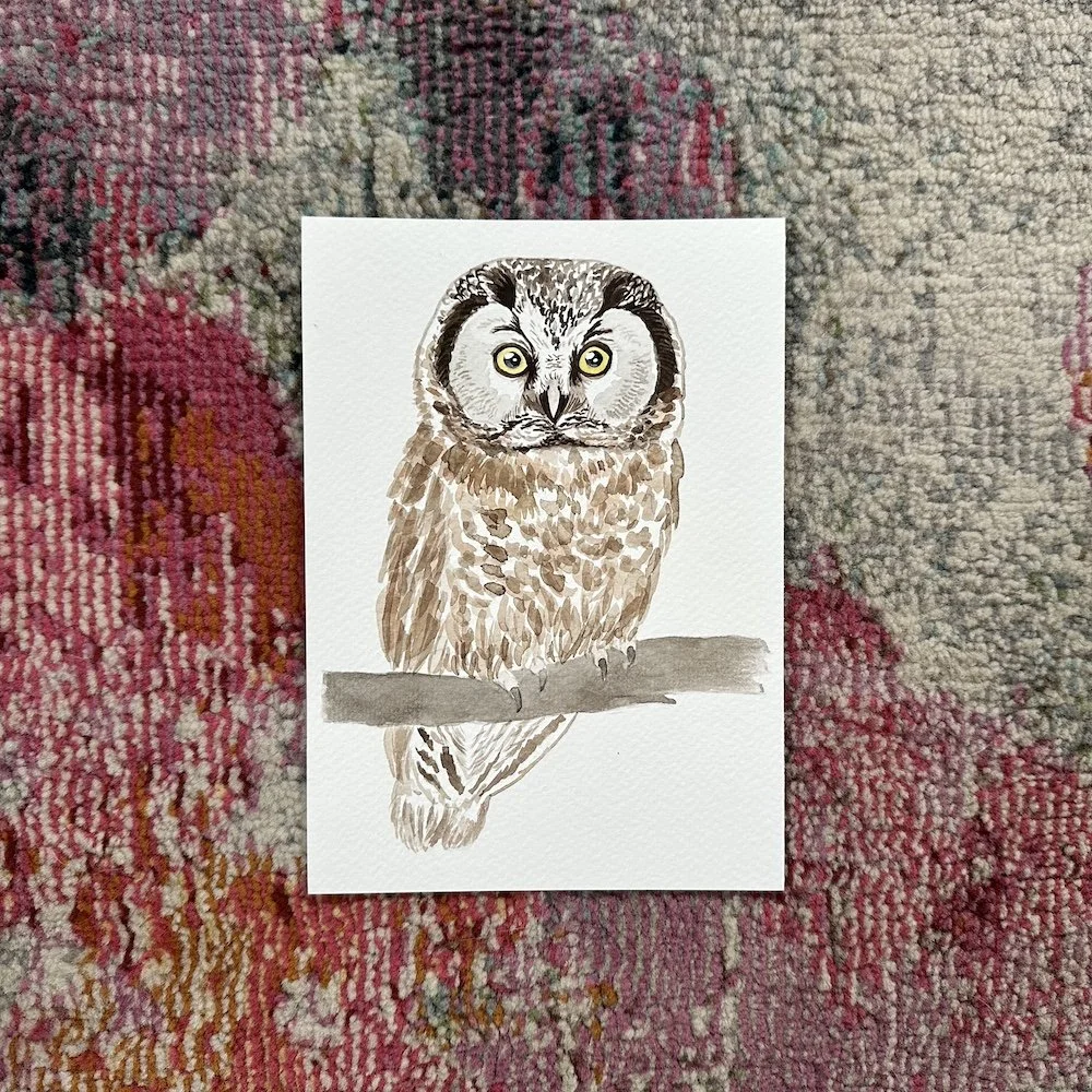 Boreal Owl  5x7