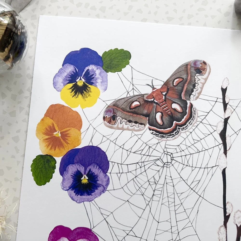 pansy web 2.jpeg