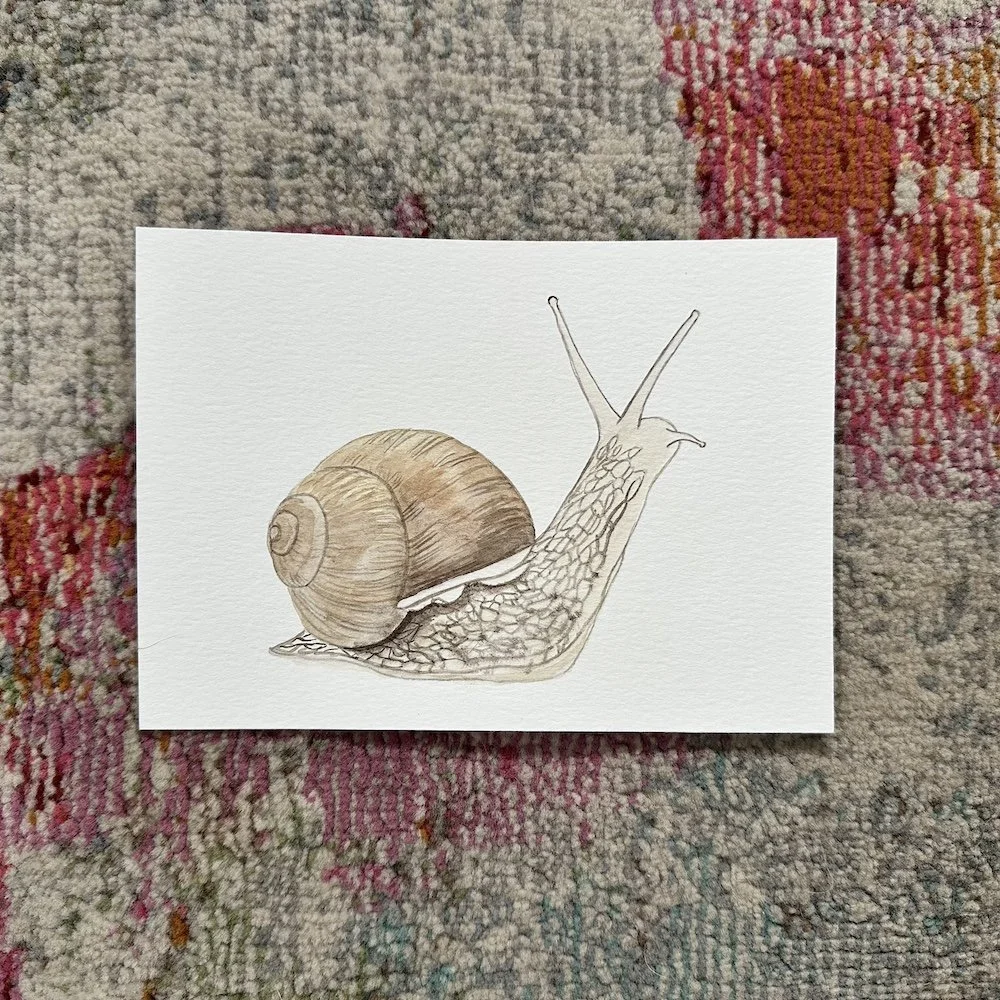 Snail 5x7