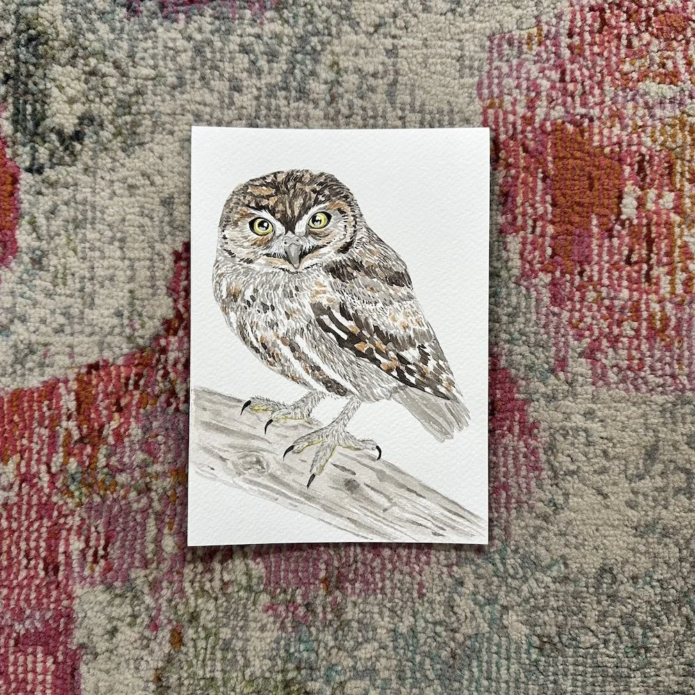 Elf Owl 5x7