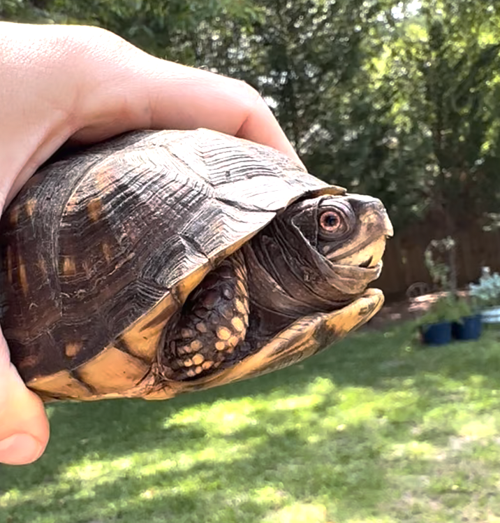 TURTLE.png