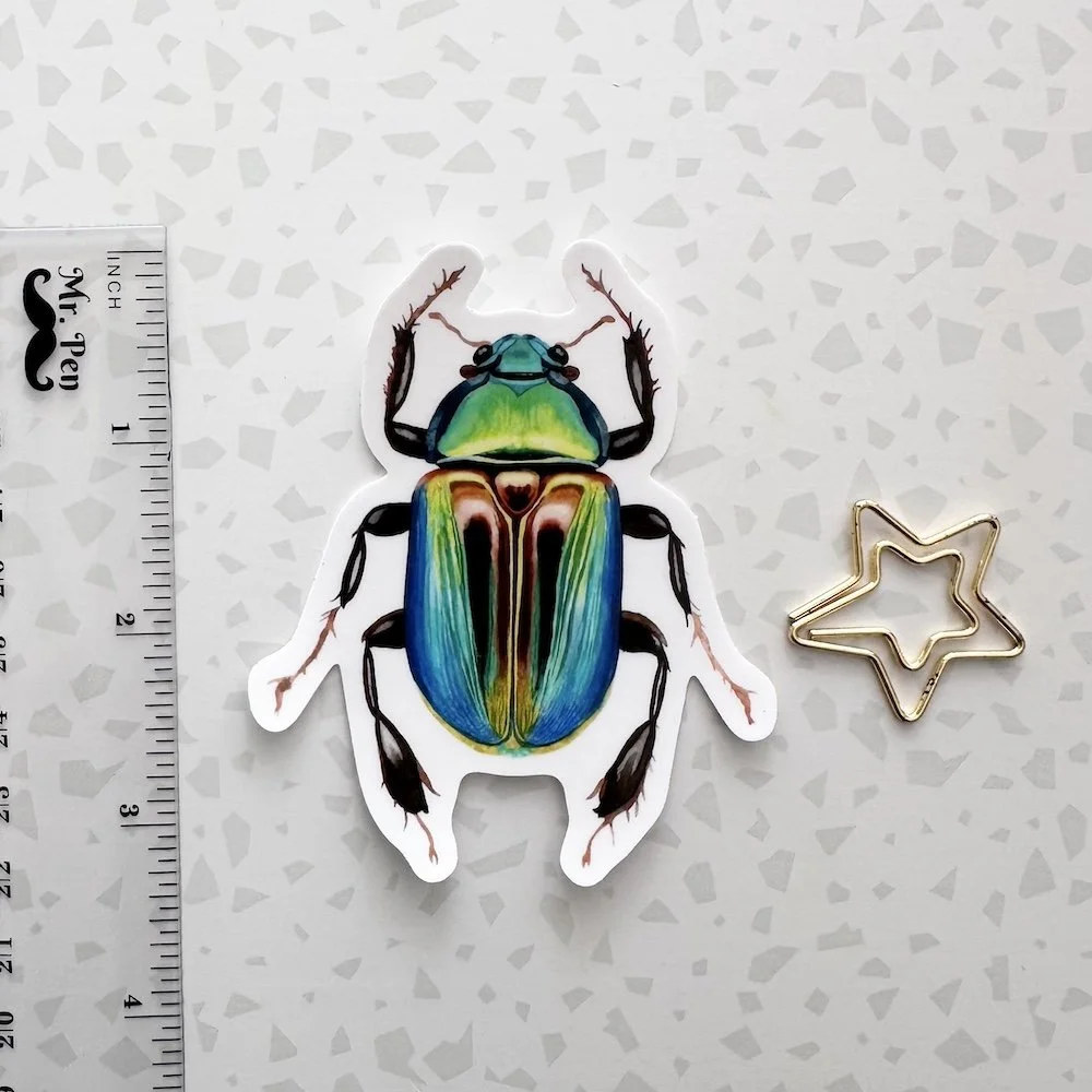 beetle 3.jpeg