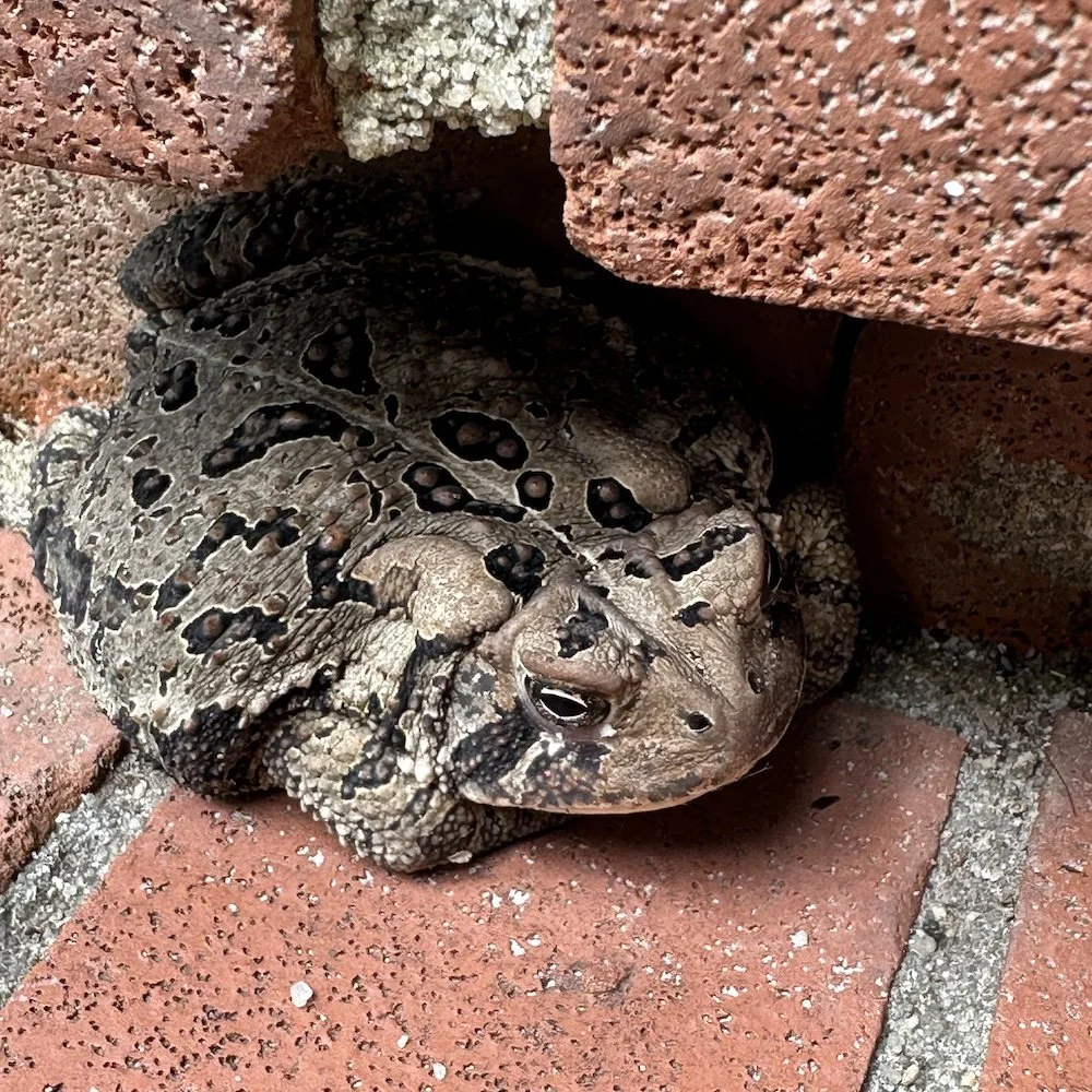 For the Love of Marge